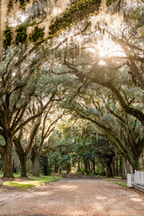 A southern Georgia outdoor dirt road with the sun streaming through old oak trees with hanging spanish moss as a travel destination
