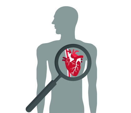 Human heart anatomy icon. Close up image of heart with magnifying glass. heart health concept. editable vector.
