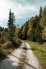 Fototapeta na wymiar Road in the woods in autumn, Sumava national park, Czech republic