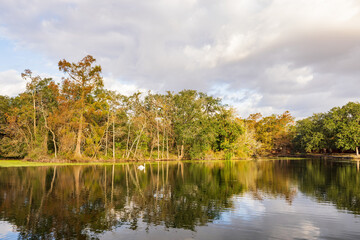 Fototapeta na wymiar Goose swimming in the Audubon Park