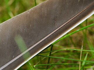 close-up on a duck feather, feather lying on the grass, bird feather