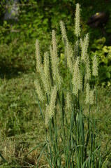 Fototapeta na wymiar In nature it is growing Timothy-grass (Phleum)