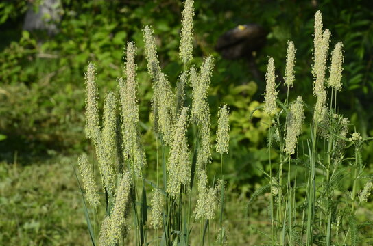In nature it is growing Timothy-grass (Phleum)