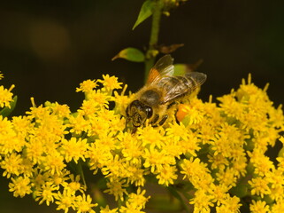Close up on bee on yellow flower. The western honey bee, European honey bee (Apis mellifera) 