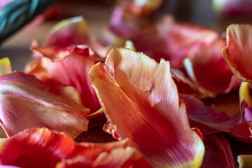 Tulpenblüten Stillleben