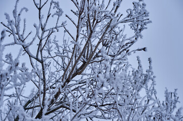 winter, snow, berry, red, tree, nature, branch, frost, cold, berries, rowan, ice, fruit, 
frozen, plant, season, bush, white, viburnum, rose, bunch, garden, autumn, rowanberry, christmas