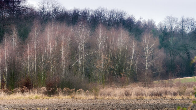 Leafless birch bosk in early spring stage