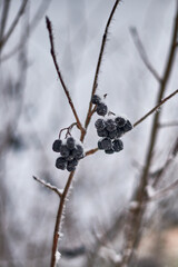 winter, snow, berry, red, tree, nature, branch, frost, cold, berries, rowan, ice, fruit, 
frozen, plant, season, bush, white, viburnum, rose, bunch, garden, autumn, rowanberry, christmas