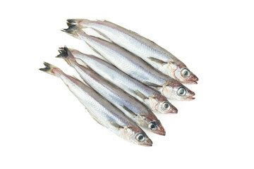 Fresh blue whiting. Group of blue whiting on a white background. Copy space.Micromesistius poutassou