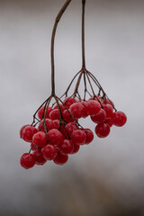 red berries on a branch