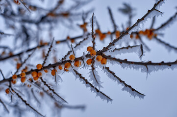 winter, snow, berry, red, tree, nature, branch, frost, cold, berries, rowan, ice, fruit, 
frozen, plant, season, bush, white, viburnum, rose, bunch, garden, autumn, rowanberry, christmas