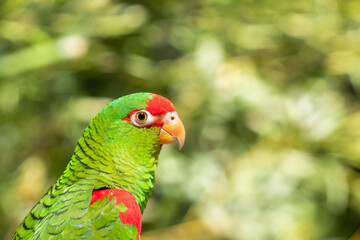 Fototapeta na wymiar Papagaio-charao - Amazona pretrei