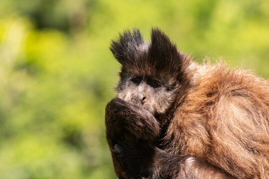 110+ Macaco Prego Stock Photos, Pictures & Royalty-Free Images - iStock