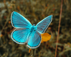 Azure wings of a small field butterfly