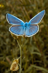 Sapphire butterfly on a wildflower