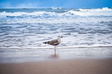 Seagull on a beach, waves in background
