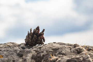Pine cone on sky background. A lump lying on a stone