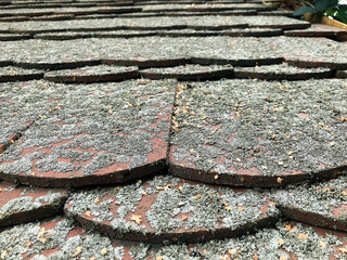Old roof in the woods. Wooden roof. Old roof in moss