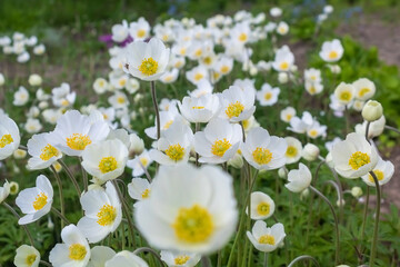 White summer flowers. Fragrant wild flowers. Beautiful flowers in the field