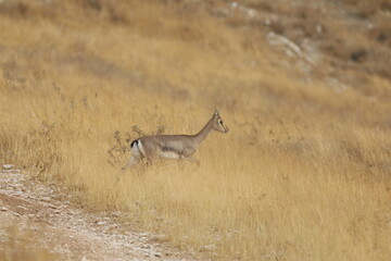 antilope in the wild