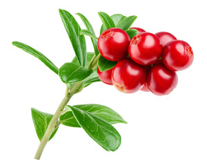 cranberry, cowberry, lingonberry, isolated on white background, clipping path, full depth of field