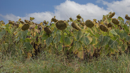 Sunflowers at the end of the growing season