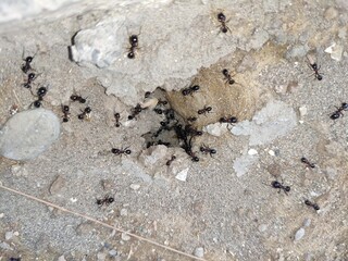 ants