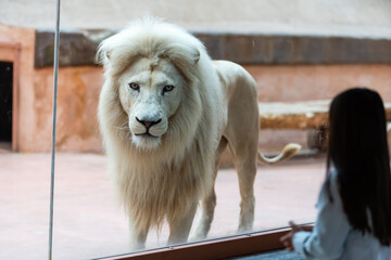 Lion in a zoo cage dreams of freedom