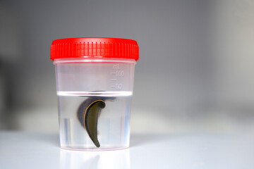 Medical leech for procedures in a jar in a laboratory