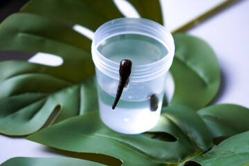 Medical leech for cosmetic procedures in a jar