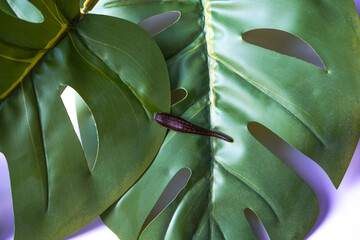 Medical leech for cosmetic procedures on a green tropical leaf.