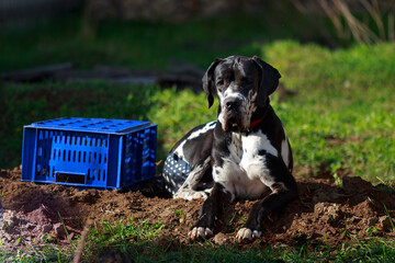 Harlequin Great Dane guards a crate in the garden