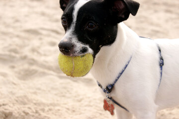 Dog playing with ball at the beach