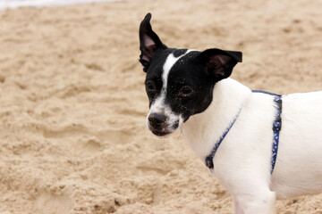 Dog lifting ear at the beach