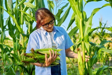 Woman gardener farmer picking corn, sunset summer day, eco farm