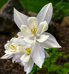A close-up of a white and purple Columbine flower in bloom in the garden.

