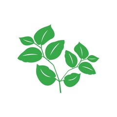 green leaf vector 