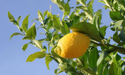 one ripe lemon on green branch