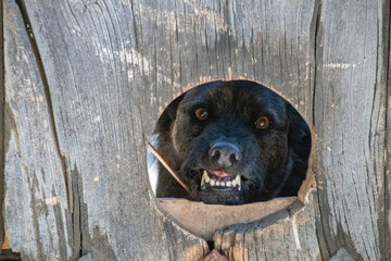 The Mask of Evil, undercover assassin
