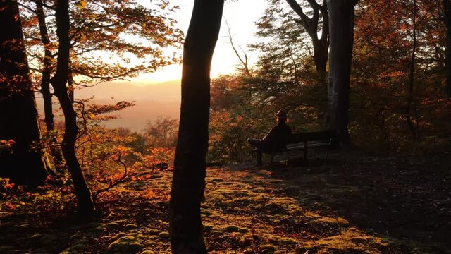 Aerial view of a person sitting on the bench in woodland at sunset, Niederweningen, Switzerland.