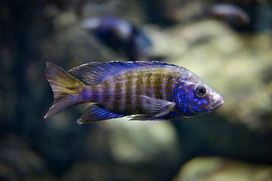 Blue striped aulonocara african fish swims in aquarium. Aulonocara is freshwater tropical fish.