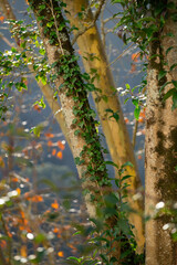autumn leaves in the forest
