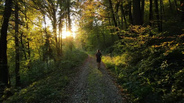 Aerial view of a person walking a footpath in the forest at sunset, Niederweningen, Switzerland.