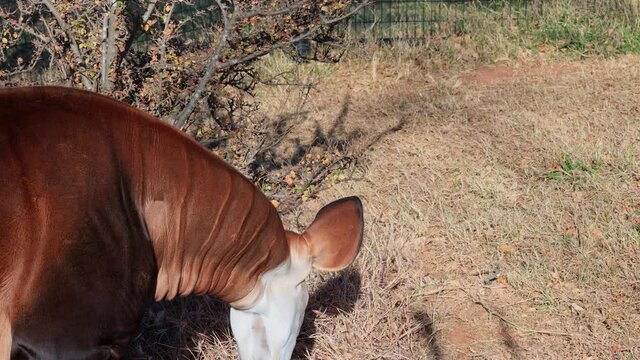 Close up shot of Okapi