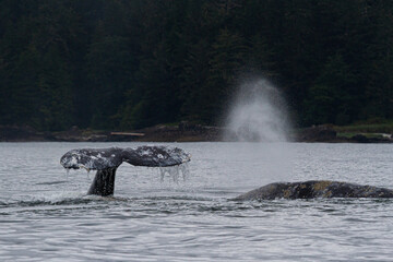 Grey Whales, Near Tofino, B.C., Canada.