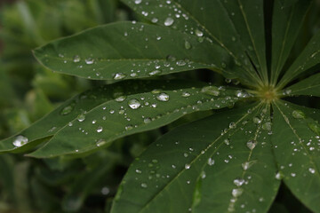 Beautiful green leaves from lupine flowers in the morning dew drops in summer. Lupine leafs rain drops dew background. Drops of dew on the leaves of a lupine flower. Natural fresh green background. 