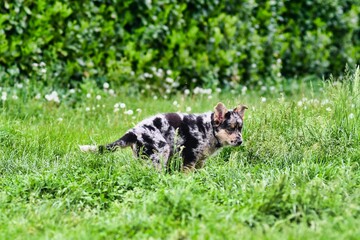 dog on grass, photo as a background , australian german shepard sheperd dog