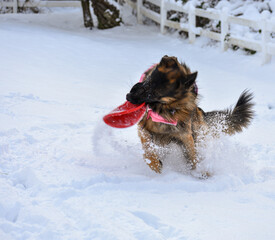 German Shepherd playing Frisbee in the Snow
