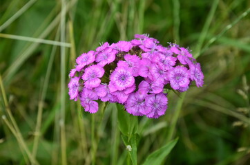 Sweet Williams are a hardy biennial flowers in a garden.