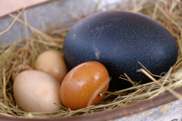 Eggs on straw from different birds in one metal basket. The color of the laid eggs: dotted quail, orange pheasant, purple emu, pale yellow peacock.
Veterinary, Farming, Livestock